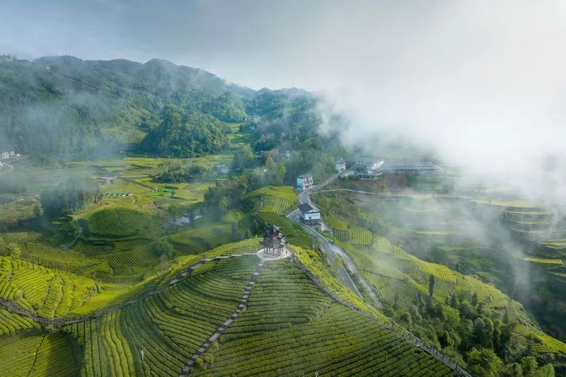 关于时速350公里,“鄂的茶”湖北茶礼正从湖北走向全国的信息(2)