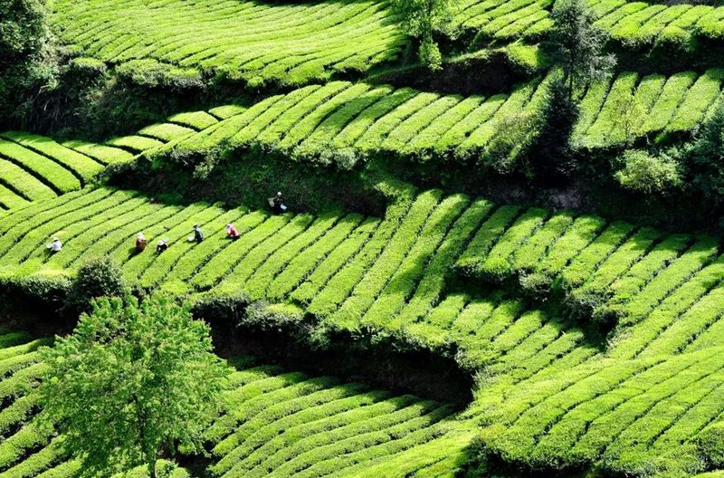 关于时速350公里,“鄂的茶”湖北茶礼正从湖北走向全国的信息(6)