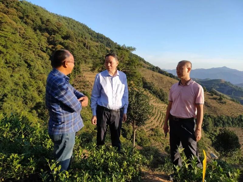 有关于漳州市局领导到华安县开展茶叶病虫害绿色防控工作调研的资讯(2)