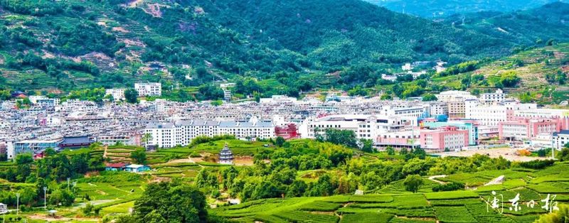有关于福鼎点头：“中国白茶第一镇”的十年蝶变的消息(1)