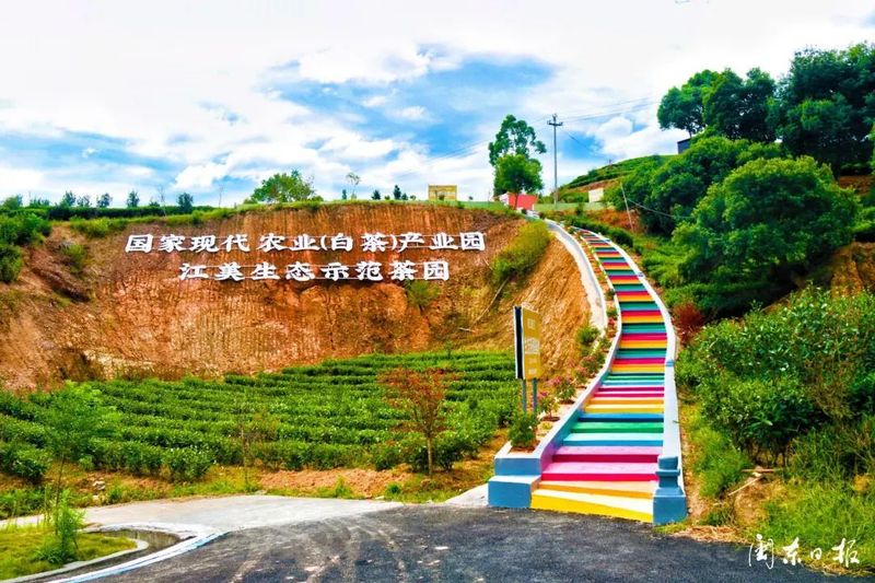 有关于福鼎点头：“中国白茶第一镇”的十年蝶变的消息(5)