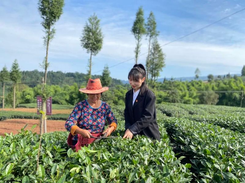 关于雨城区草坝镇：写好“茶文章” 强产业 美乡村 富村民的资讯