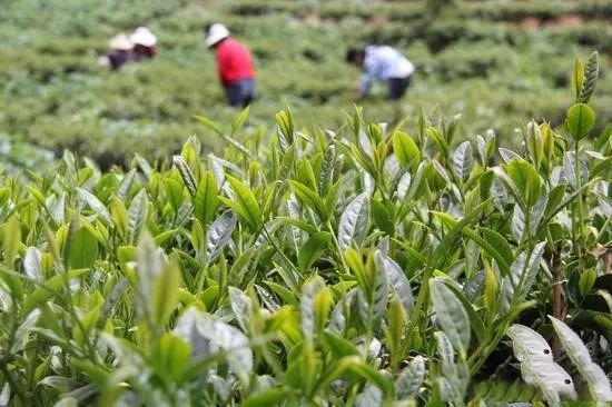 关于非凡十年:扎根新生代火山区,看腾冲茶产业如何走出一条特色养生茶旅之路的相关信息(3)