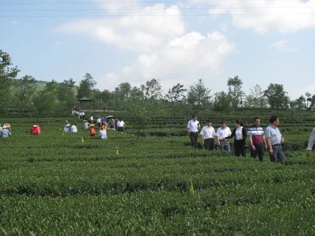 关于非凡十年:扎根新生代火山区,看腾冲茶产业如何走出一条特色养生茶旅之路的相关信息(2)