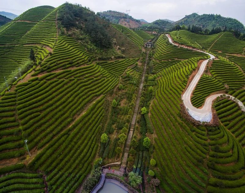 关于出海：这一“抹”清香里的国际范的消息(1)