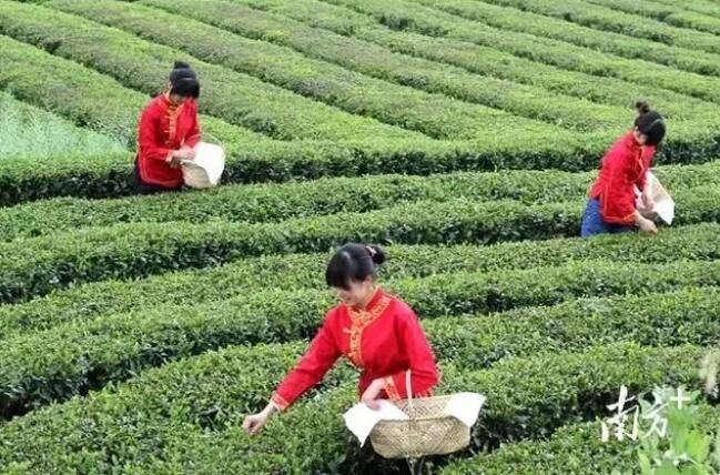 关于一周速读：云南省古茶树保护条例、茶行业技能人才福音、茶树秋冬季科学施肥指导的相关信息(2)