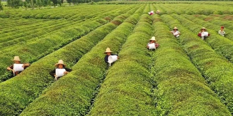 关于一周速读：云南省古茶树保护条例、茶行业技能人才福音、茶树秋冬季科学施肥指导的相关信息(4)