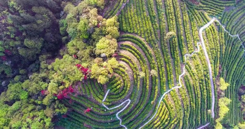 关于一周速读：云南省古茶树保护条例、茶行业技能人才福音、茶树秋冬季科学施肥指导的相关信息(5)