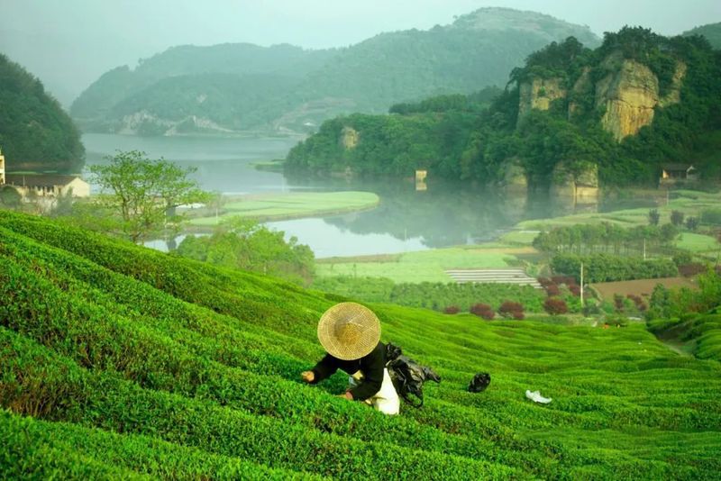 关于一周速读：云南省古茶树保护条例、茶行业技能人才福音、茶树秋冬季科学施肥指导的相关信息(8)
