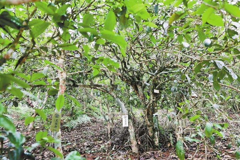 关于一周速读：云南省古茶树保护条例、茶行业技能人才福音、茶树秋冬季科学施肥指导的相关信息