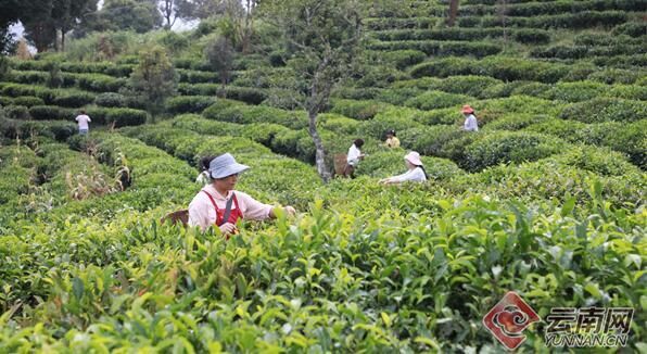 关于一周速读：云南省古茶树保护条例、茶行业技能人才福音、茶树秋冬季科学施肥指导的相关信息(9)