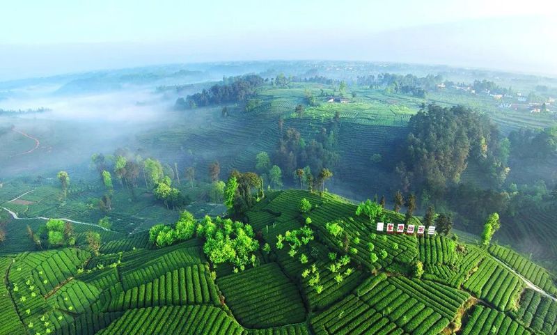 关于一周速读：云南省古茶树保护条例、茶行业技能人才福音、茶树秋冬季科学施肥指导的相关信息(3)