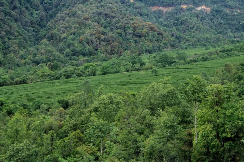 关于一周速读：云南省古茶树保护条例、茶行业技能人才福音、茶树秋冬季科学施肥指导的相关信息(6)