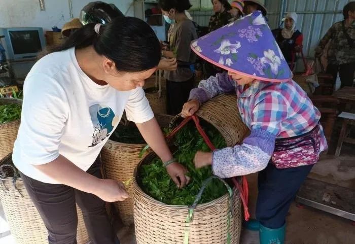 关于“黎乡茶姐”15年走出“五里路” 让海南有机茶香飘海内外的相关内容