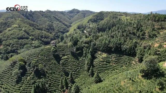 有关于多图来袭!速览梧州的六堡茶园秋色的信息(1)