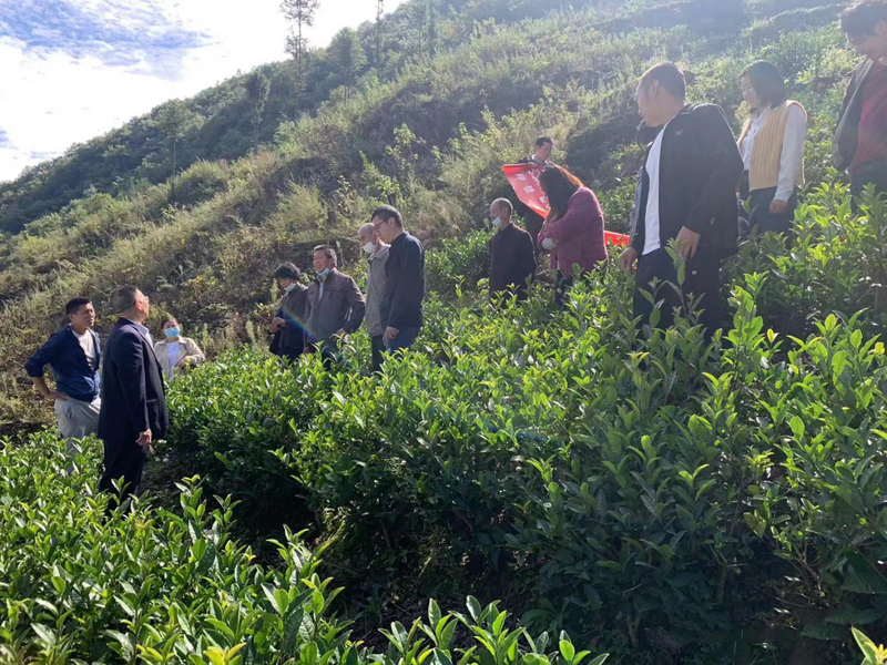关于旬阳市农技站开展秋冬季茶园管理培训促茶产业提质增效的相关内容(1)