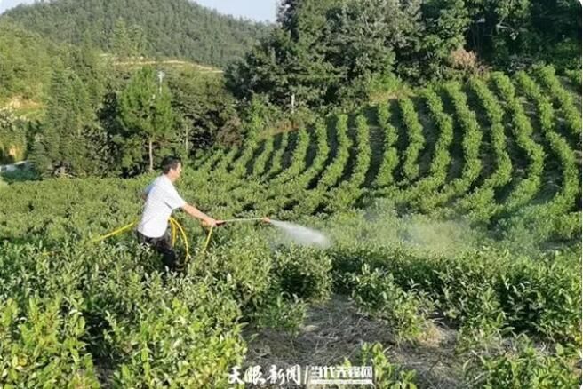 关于二十大时光：沿河茶村里的“新茶事”的信息(4)
