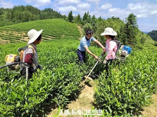 关于二十大时光：沿河茶村里的“新茶事”的信息(1)