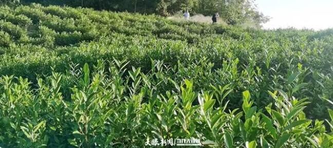 关于二十大时光：沿河茶村里的“新茶事”的信息(3)