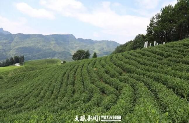 关于二十大时光：沿河茶村里的“新茶事”的信息(2)