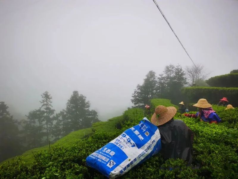 有关于新光村全力打造茶叶产业社区  产业兴 生态美 村民富—的相关内容(2)