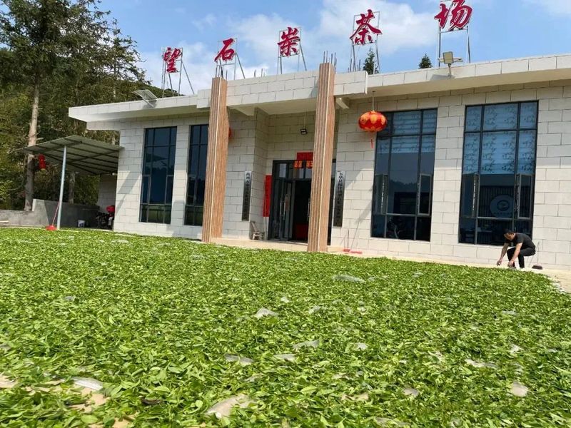 有关于新光村全力打造茶叶产业社区  产业兴 生态美 村民富—的相关内容(4)