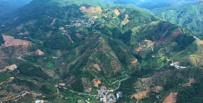 有关于新光村全力打造茶叶产业社区  产业兴 生态美 村民富—的相关内容