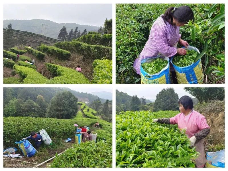 有关于新光村全力打造茶叶产业社区  产业兴 生态美 村民富—的相关内容(1)