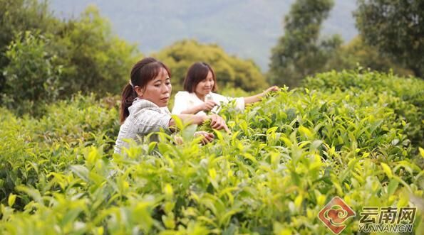 关于“梅州市茶产业发展规划”“一文读懂大国茶业”“山海杯斗茶赛强势来袭”的消息(1)