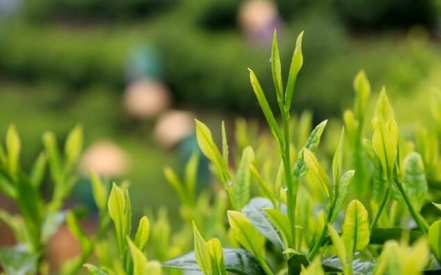关于“梅州市茶产业发展规划”“一文读懂大国茶业”“山海杯斗茶赛强势来袭”的消息(7)