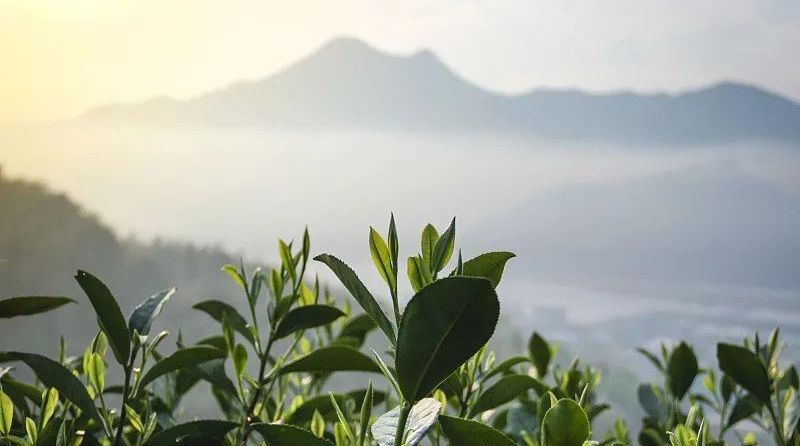 关于“梅州市茶产业发展规划”“一文读懂大国茶业”“山海杯斗茶赛强势来袭”的消息(3)