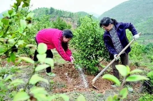 有关于2022年茶树秋冬季科学施肥指导意见的新闻(7)