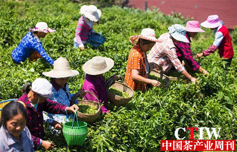 有关于重庆丰都：打造茶叶产业园 促进村民增收致富的相关信息