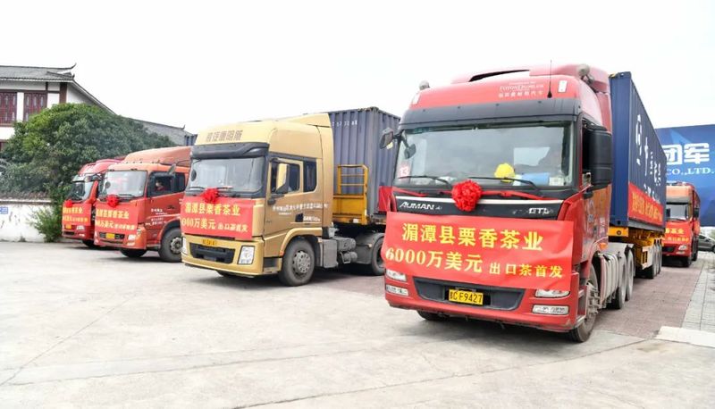 关于贵州绿茶6000万美元订单出口乌兹别克斯坦首发仪式在湄潭举行的内容