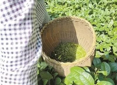 关于为来年开春一口鲜，龙井茶农开忙！的内容(1)
