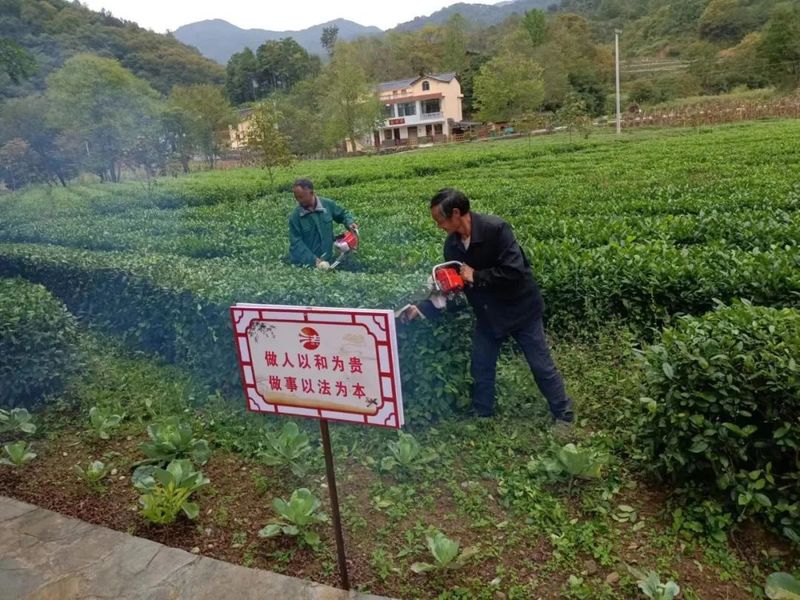有关于两河镇全面开展秋冬季茶园及经济林综合管护工作的相关信息(2)