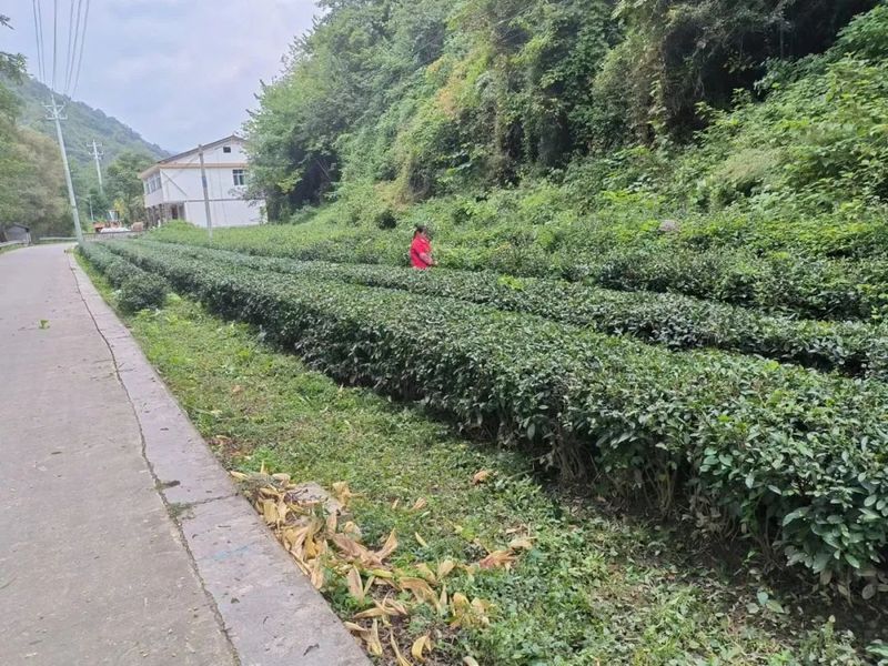 有关于两河镇全面开展秋冬季茶园及经济林综合管护工作的相关信息
