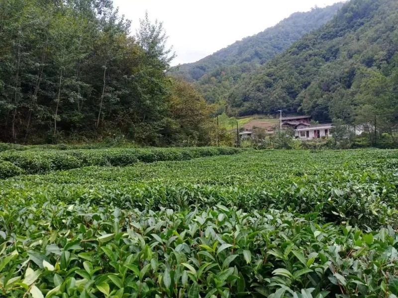 有关于两河镇全面开展秋冬季茶园及经济林综合管护工作的相关信息(4)
