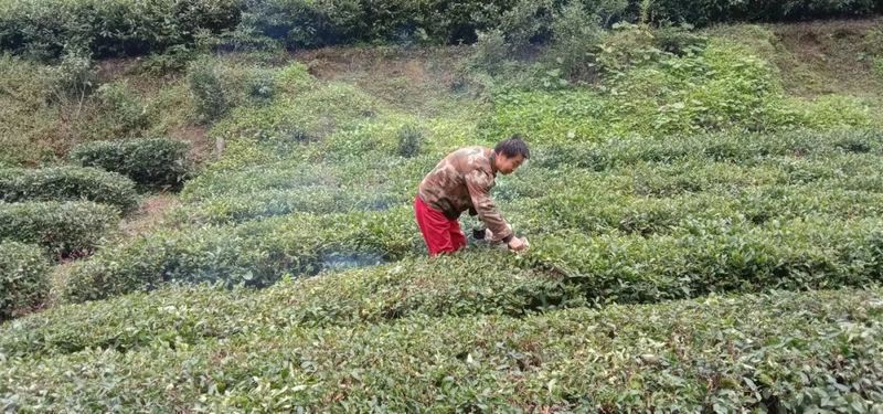 有关于两河镇全面开展秋冬季茶园及经济林综合管护工作的相关信息(5)