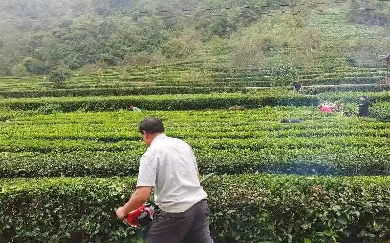 有关于两河镇全面开展秋冬季茶园及经济林综合管护工作的相关信息(1)