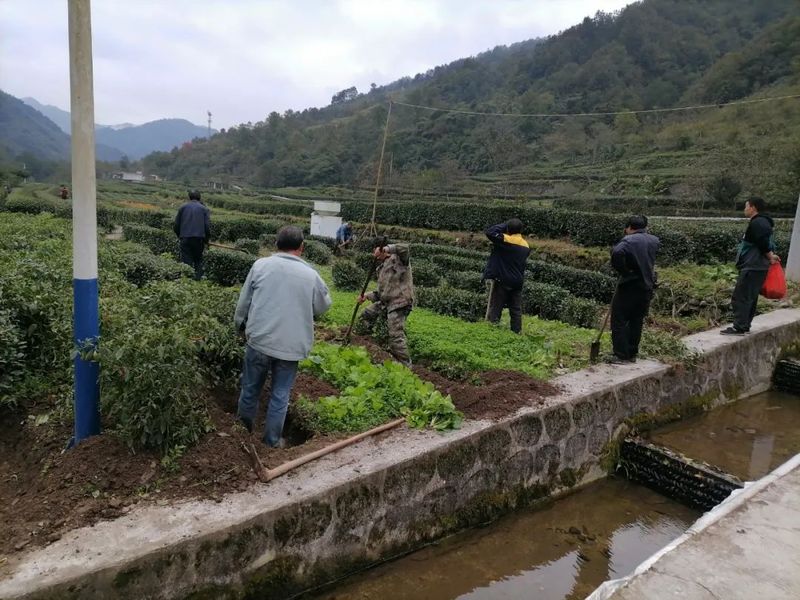 有关于两河镇全面开展秋冬季茶园及经济林综合管护工作的相关信息(3)