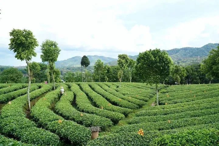 有关于​茶产业健康发展路上，普洱这些“有机”力量来加持！的新闻