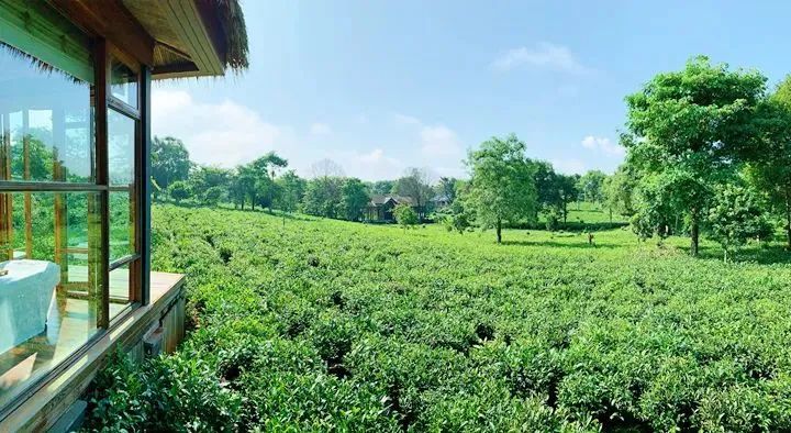 有关于​茶产业健康发展路上，普洱这些“有机”力量来加持！的新闻(3)