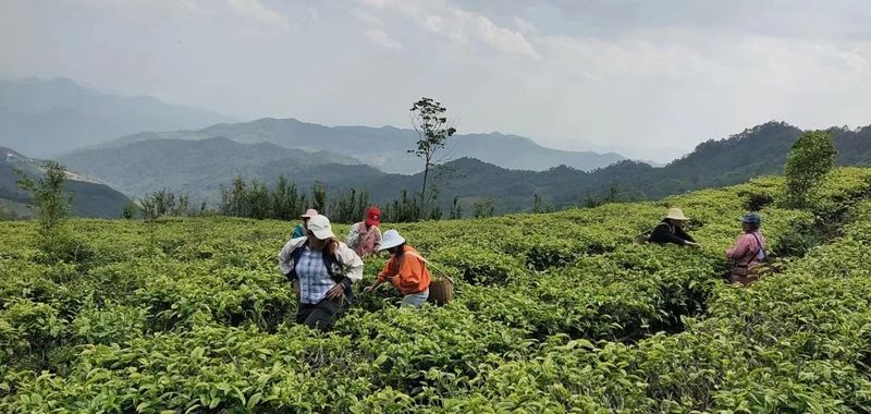 有关于​茶产业健康发展路上，普洱这些“有机”力量来加持！的新闻(5)