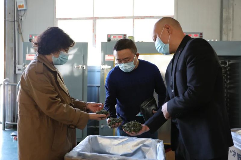 有关于鹤峰县：荒山野茶成致富“黄金叶”的相关内容(3)