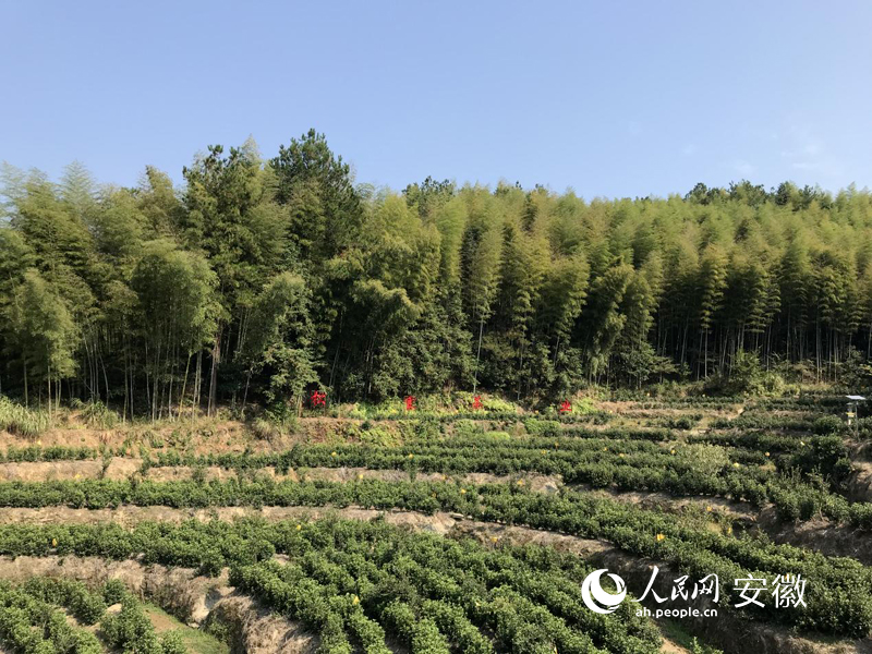 关于安徽宿松:点叶成“金” ,茶香溢满致富路的新闻