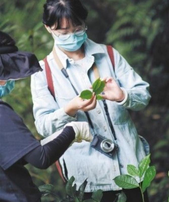 有关于海南开展大叶茶种质资源调查收集行动 助力保护开发的相关内容(2)