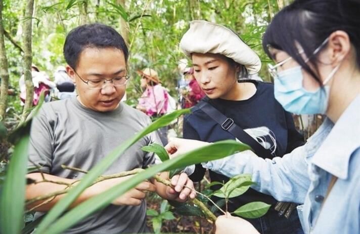 有关于海南开展大叶茶种质资源调查收集行动 助力保护开发的相关内容