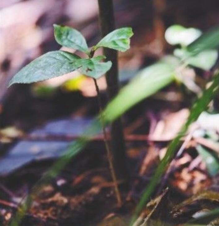 有关于海南开展大叶茶种质资源调查收集行动 助力保护开发的相关内容(1)