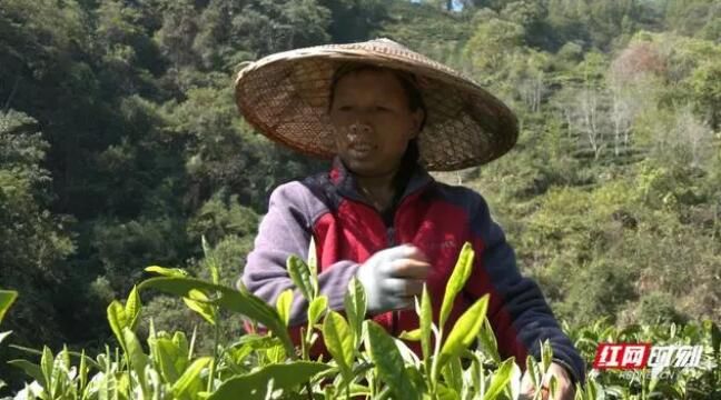 有关于湖南省农科院“春剪秋控”技术抗旱效果好秋茶飘香采摘忙的信息